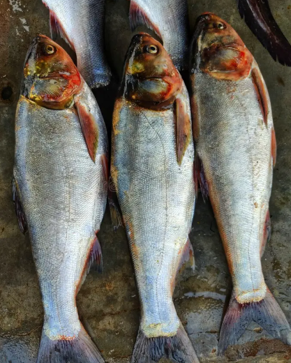 Silver Carp