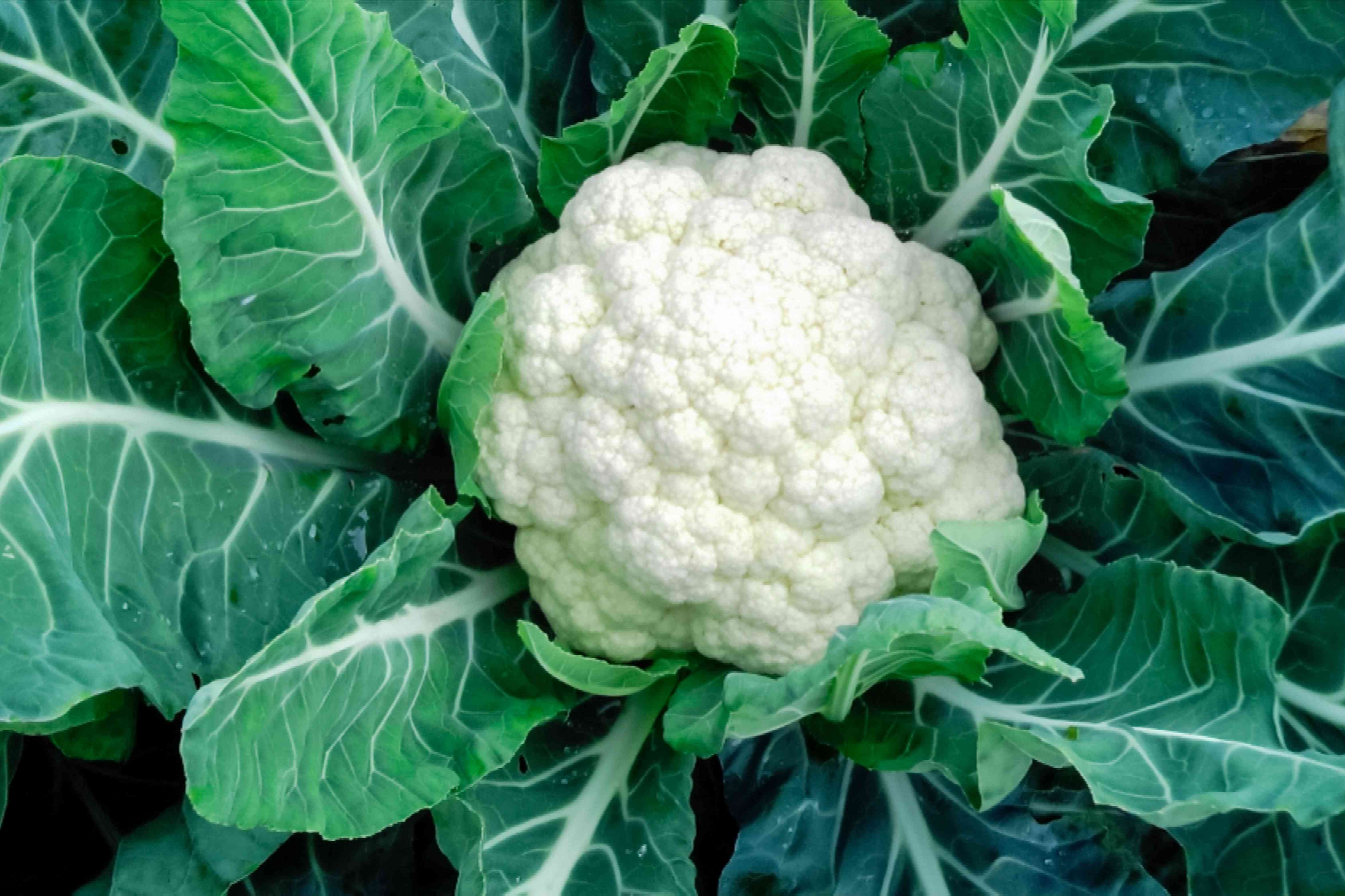 cauliflower ( ফুলকপি 10 piece )