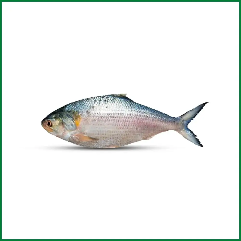 Fish