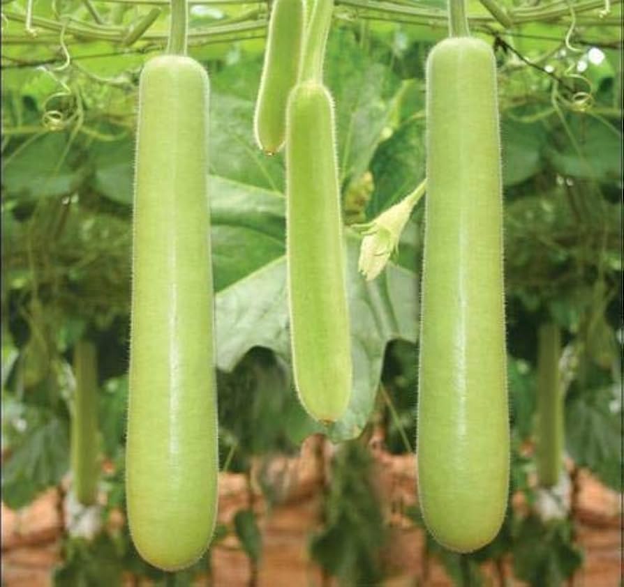 Vegetable