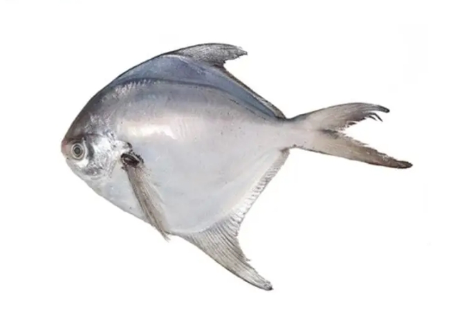 Rupchanda ( রুপচাদা মাছ 250gm)